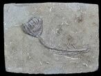 Dizygocrinus Crinoid Fossil - Warsaw Formation, Illinois #45563-1